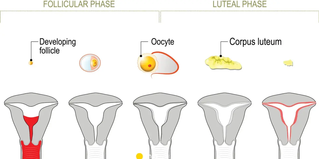 Cykl menstruacyjny: faza lutealna kiedy ciałko żółte przygotowuje macicę na ciążę.