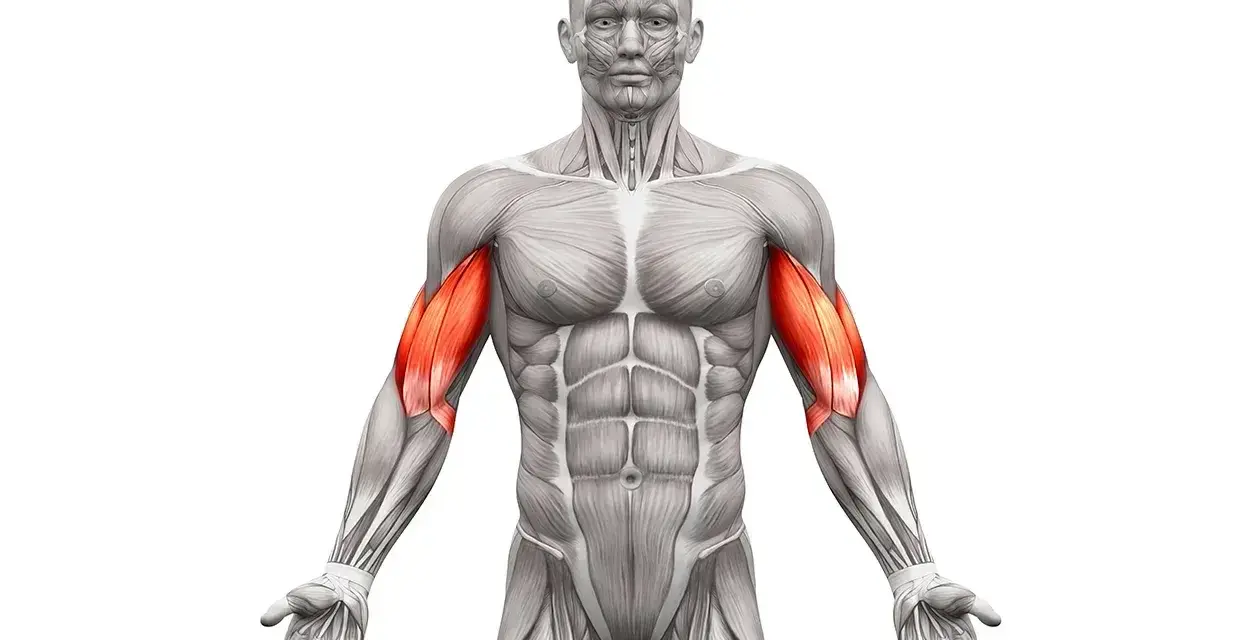 Anatomia mięśni ramion z uwydatnionym bicepsem. Zastanawiasz się, ile serii na biceps wykonać?