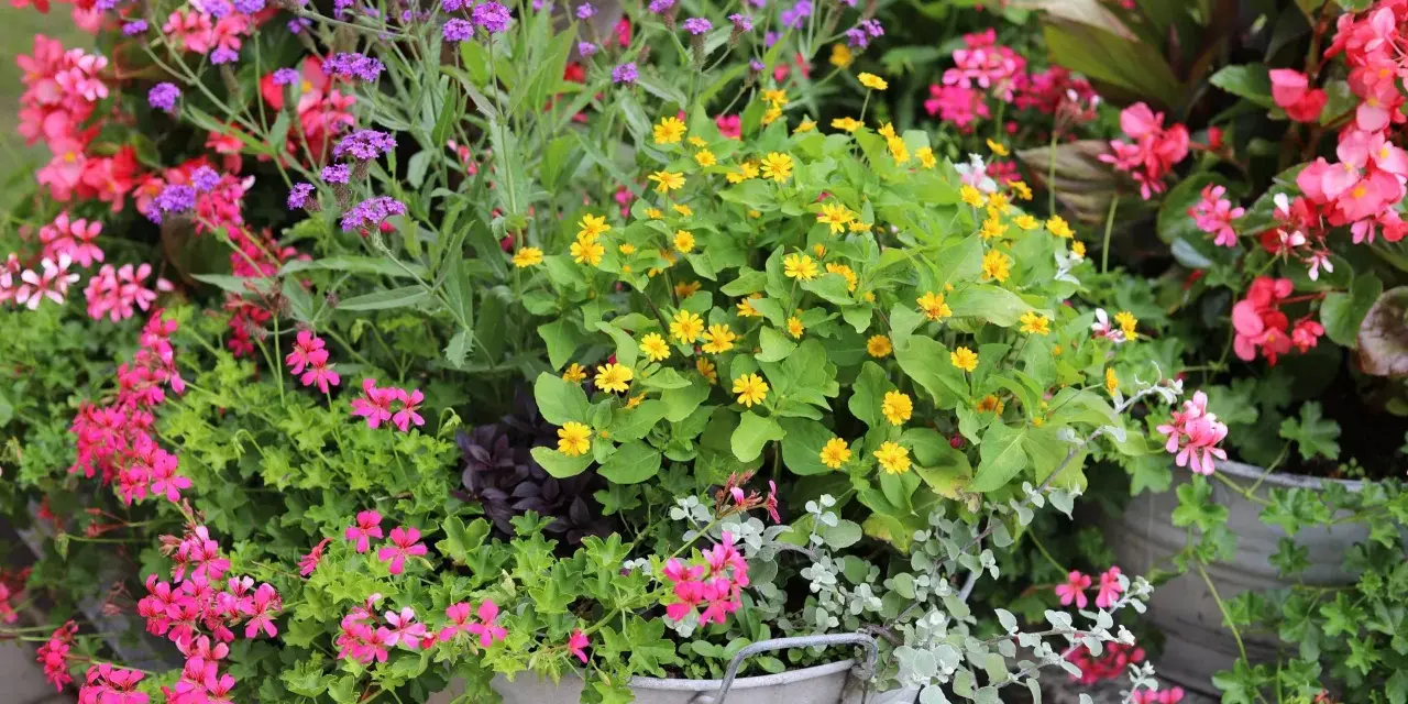 En blomsterprakt med lila verbena sorter, rosa pelargoner och gula blommor i en zinkhink.