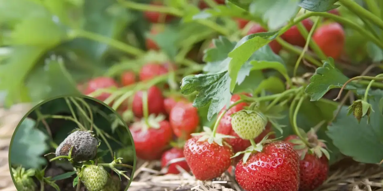 Zbliżenie na plantację truskawek, gdzie widać zdrowe, czerwone owoce obok tych zaatakowanych przez choroby truskawek, pokrytych szarym nalotem.