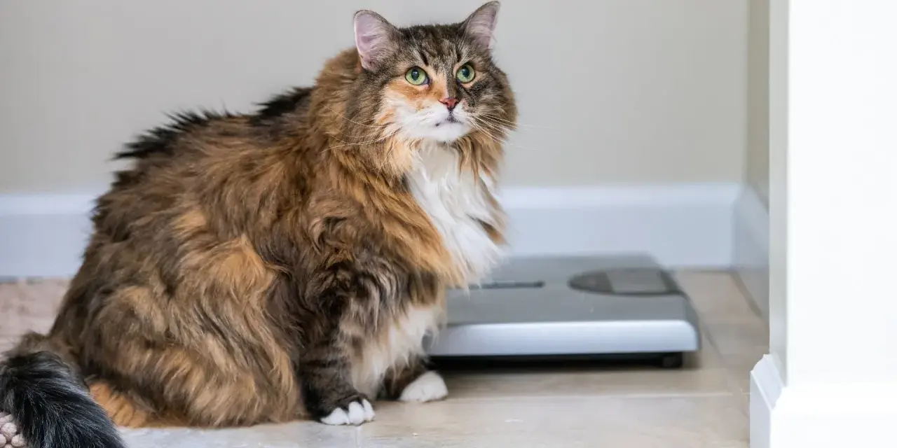 Puszysty maine coon najwiekszy kot, siedzi obok wagi.
