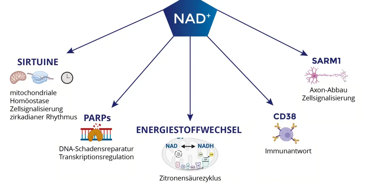 NAD+ beeinflusst Sirtuine, PARPs, Energiestoffwechsel, SARM1 und CD38. Die Wirkung von NAD+ ist vielfältig.