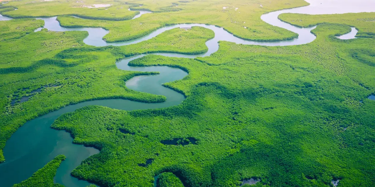 Malownicze, zielone mangrowce i kręte rzeki, które pokazują, gdzie leży Gambia.