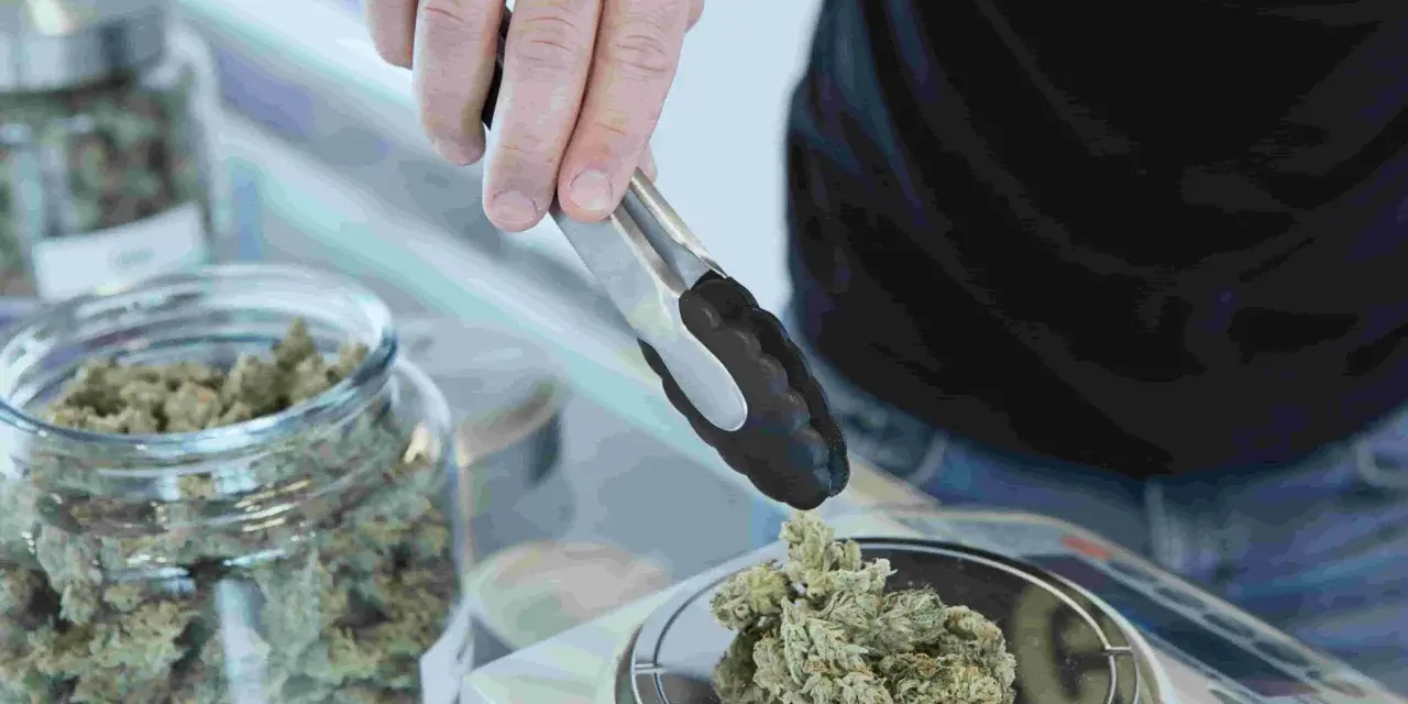 Persona toma cogollos de cannabis con pinzas para pesarlos. Descubre los fumar cbd beneficios.