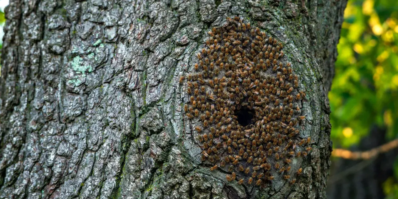 Un enjambre de abejas se agrupa alrededor de un agujero en la corteza de un árbol, mostrando dónde viven las abejas en su colmena natural.
