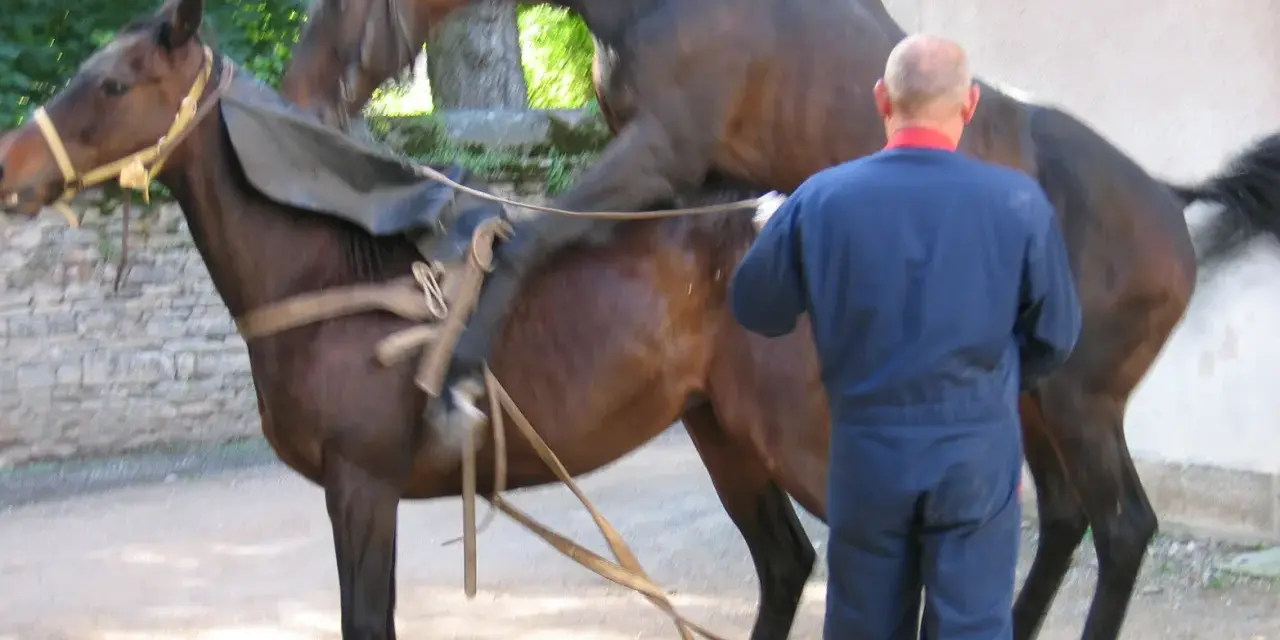 Un homme en combinaison bleue supervise un cheval entier, selle sur le dos, prêt pour une monte.