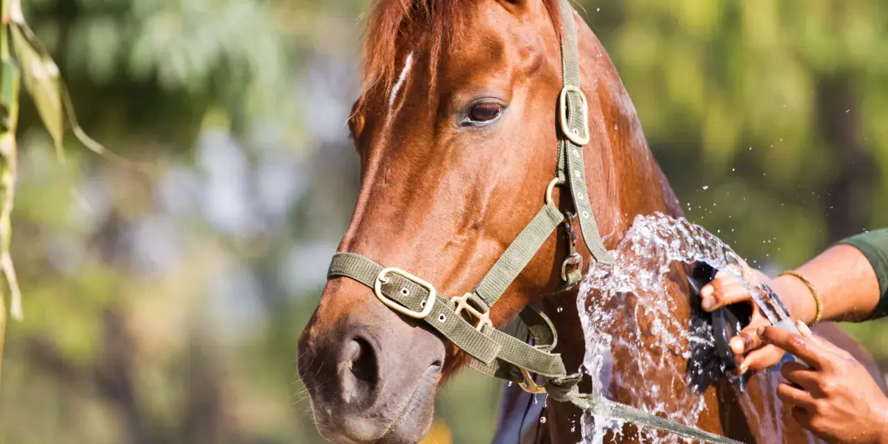 Un cheval brun est arrosé pour éviter le coup de chaleur. L'eau éclabousse son flanc pendant qu'une main le brosse.