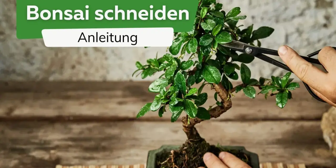 Eine Hand hält eine Schere, um einen Bonsai zu schneiden. Die Anleitung zeigt, wie man die kleinen Bäume formt.