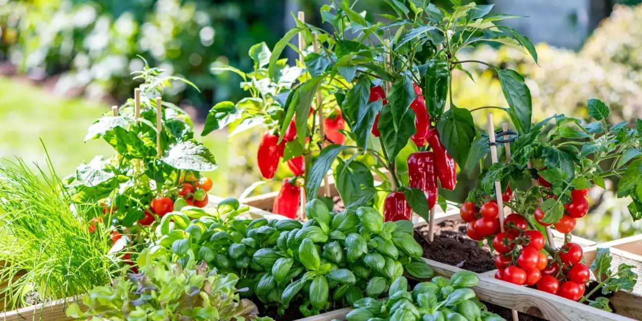 Ein Hochbeet mit Tomaten, Basilikum, Salat und roten Paprika. Sie sind gute Nachbarn im Garten und wachsen prächtig.