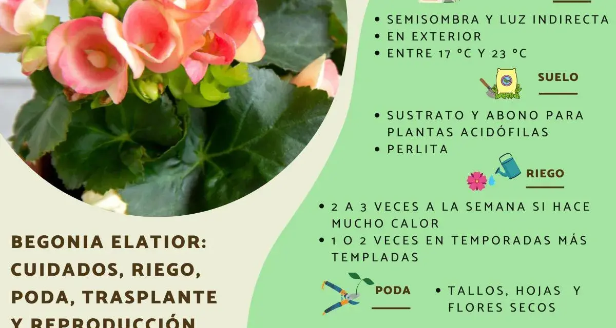 Begonia elatior con flores rosadas, cuidados: semisombra, riego, poda y reproducción por esquejes.
