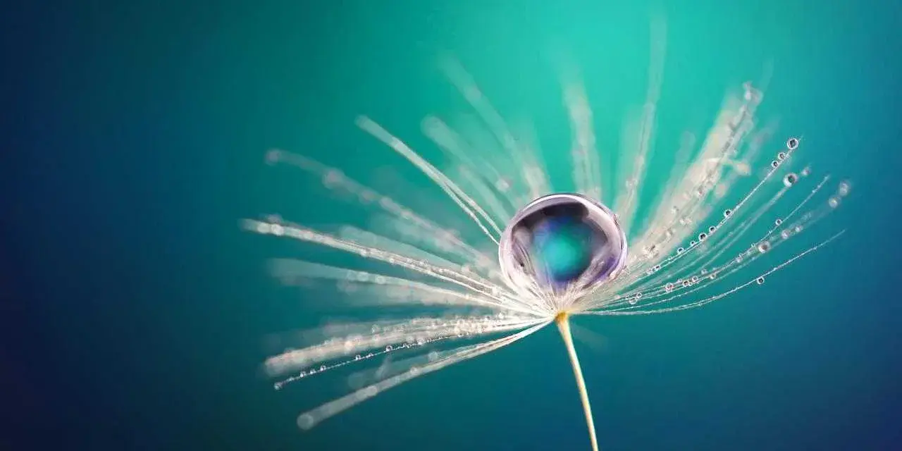 Goutte d'eau sur un pissenlit, une œuvre de macrophotographie artistique.