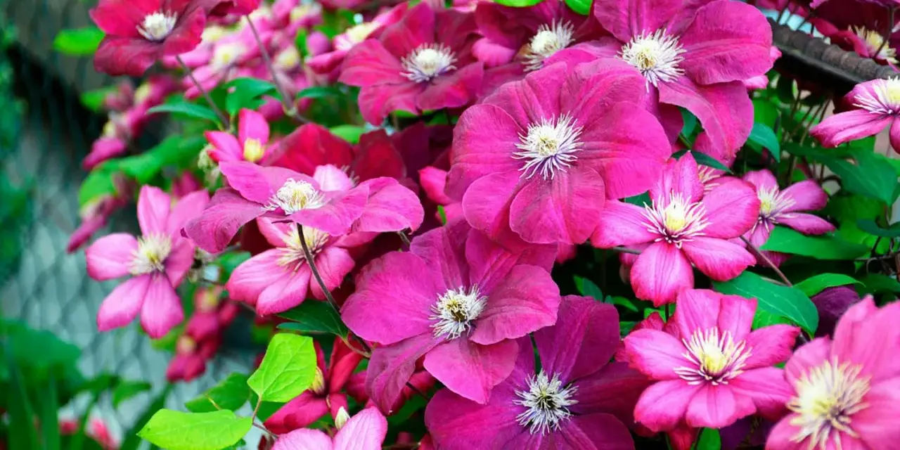 En frodig klätterväxt med många blommor i olika nyanser av rosa och lila. Vackra klematis sorter som blommar rikligt.