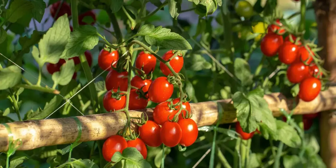 A vine laden with ripe cherry tomatoes, with clusters showing how many tomatoes per plant.