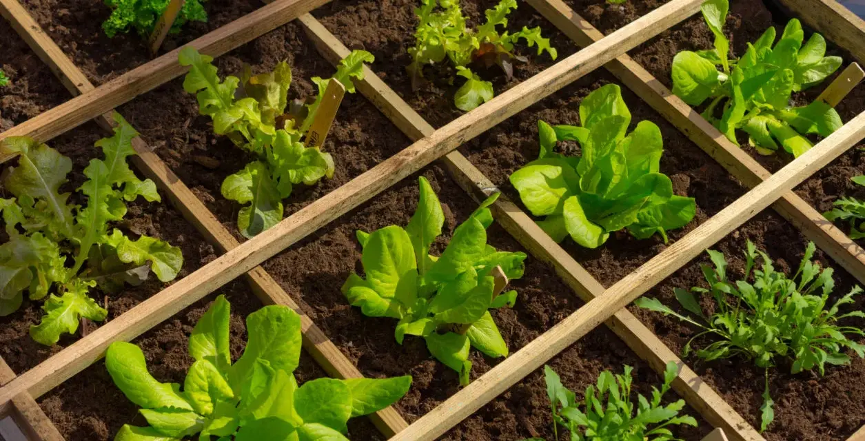 Un orto in giardino ben organizzato con lattughe e rucola in aiuole quadrettate di legno.