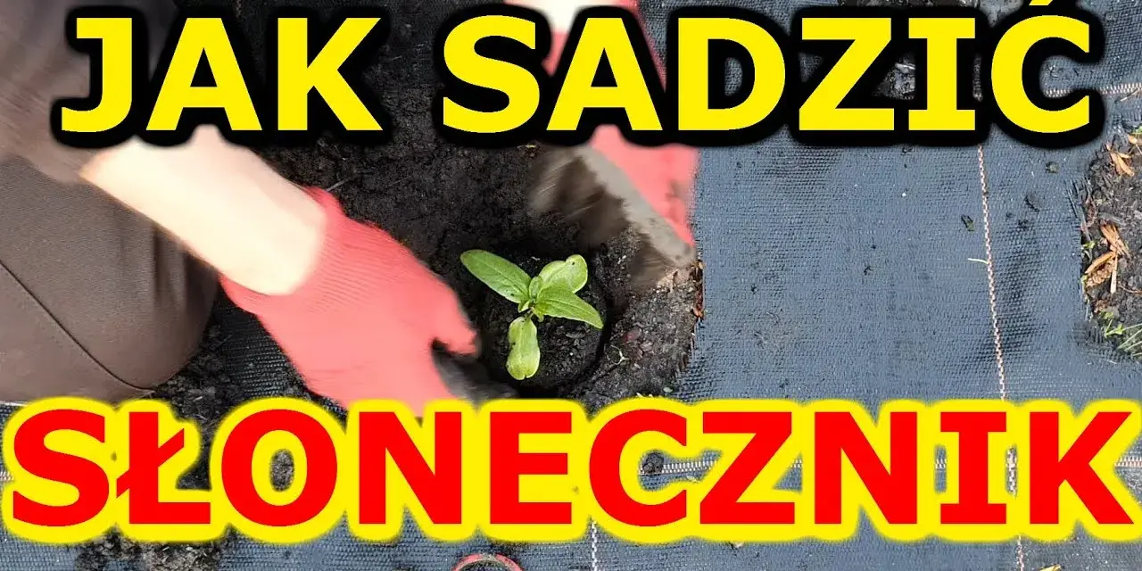 Jak sadzić słonecznik: kluczowe błędy do uniknięcia i najlepsze praktyki