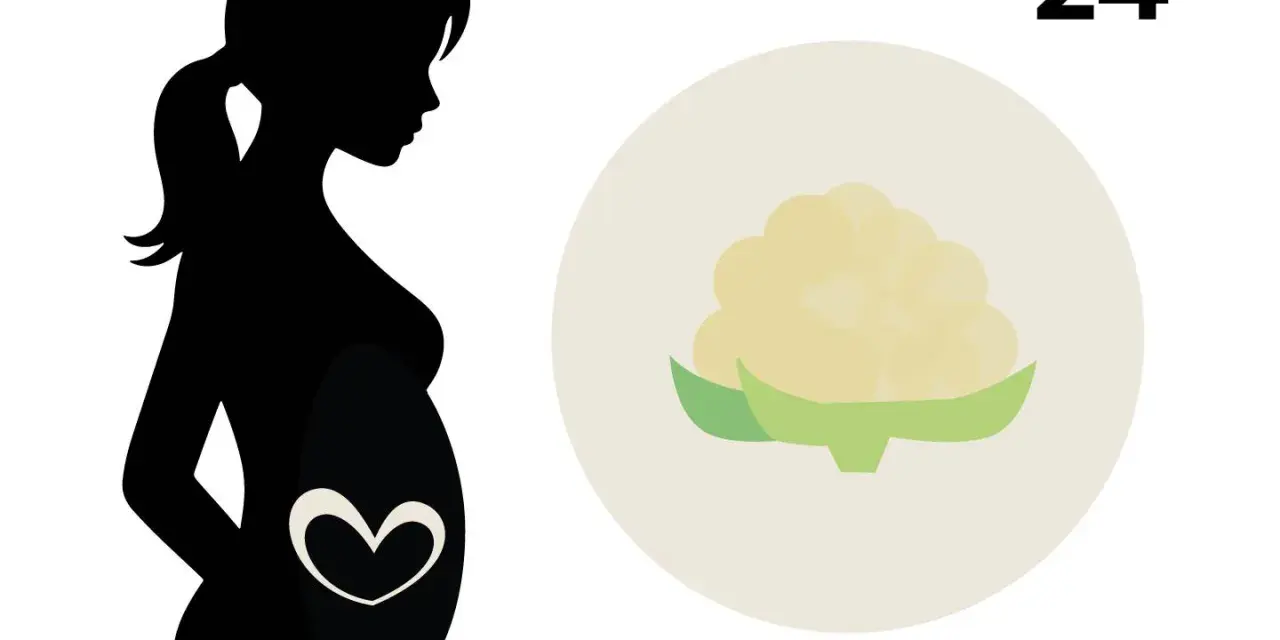 Silhouette einer schwangeren Frau mit einem Herzsymbol auf dem Bauch. Daneben eine Blume, die an Blumenkohl erinnert, und die Zahl 24. 24. SSW.