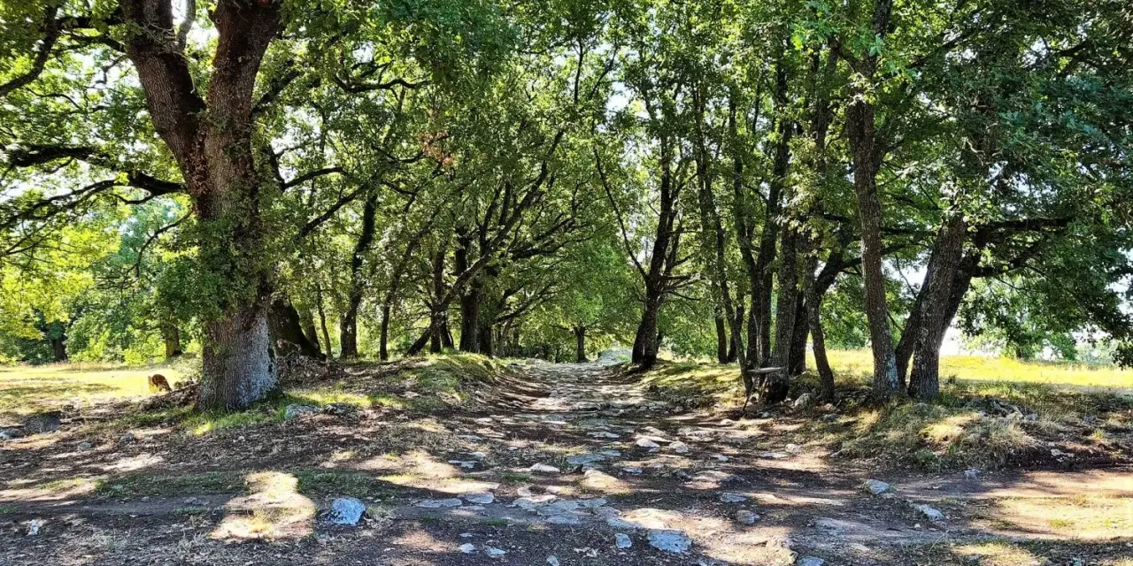 Sentiero lastricato tra alberi ombrosi, un'eco della via Flaminia.