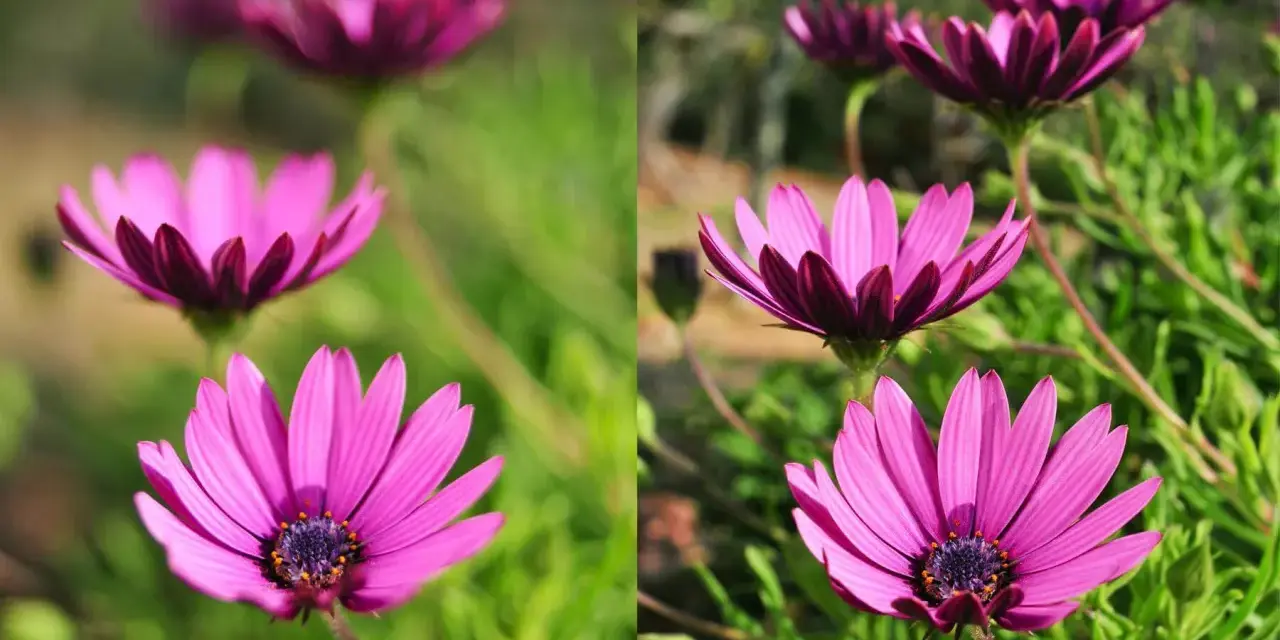 Dwa ujęcia kwiatów osteospermum. Po lewej, z małą głębią ostrości, widać rozmyte tło. Po prawej, z dużą głębią ostrości, szczegóły otoczenia są wyraźniejsze.