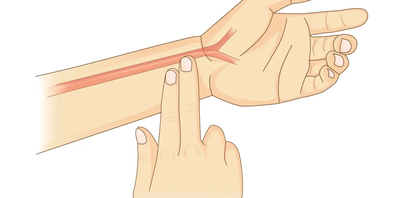 Zwei Finger auf dem Handgelenk, um den Puls zu messen. Eine Arterie ist sichtbar.
