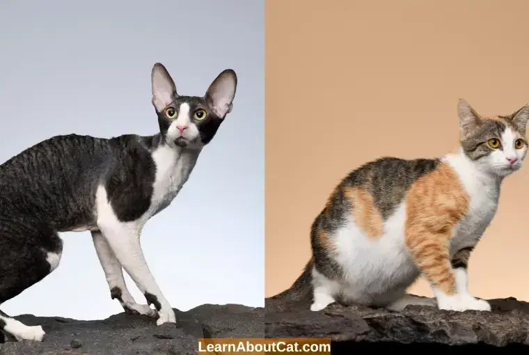 Cornish Devon Rex: różnice, temperament i pielęgnacja tych kotów