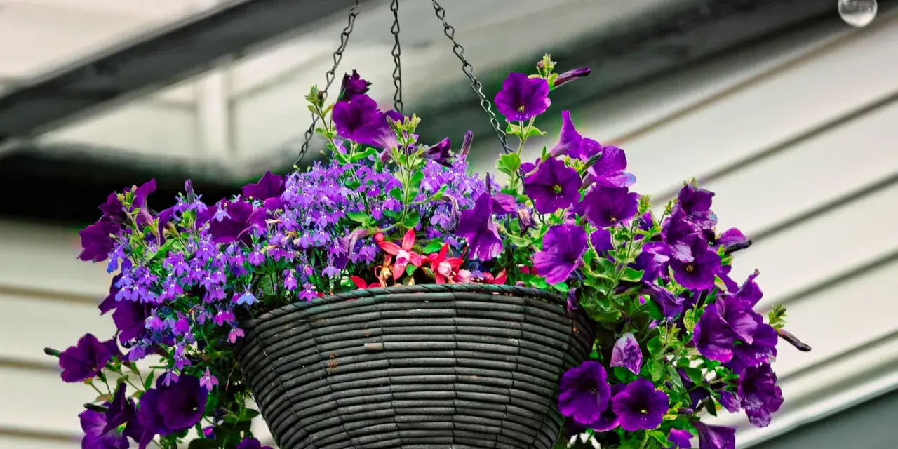 Üppige, violette Blumen im Juni, die aus einem hängenden Korb quellen. Ein Fest für die Augen!