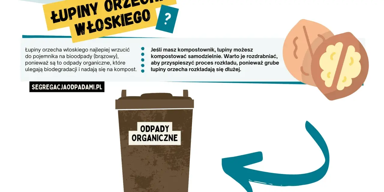 Łupiny orzecha włoskiego wrzuć do brązowego pojemnika na bioodpady. Możesz też kompostować je samodzielnie, jeśli masz kompostownik.