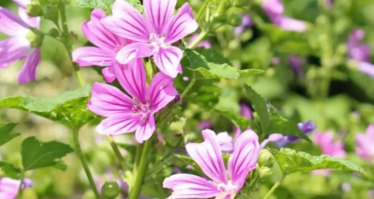 Zarte, pinke Blüten der **wilden Malve** mit dunkleren Streifen entfalten sich im satten Grün.
