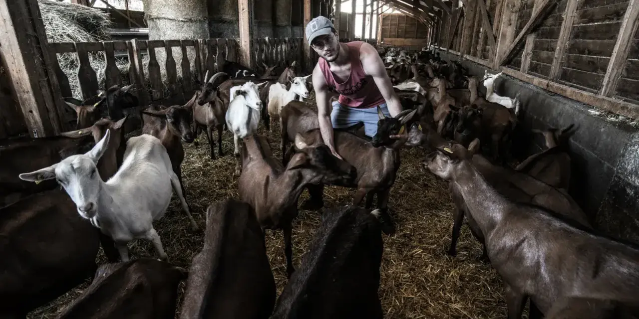 Un jeune homme s'occupe d'une **colonie de vacances à la ferme**, entouré de nombreuses chèvres dans une étable.