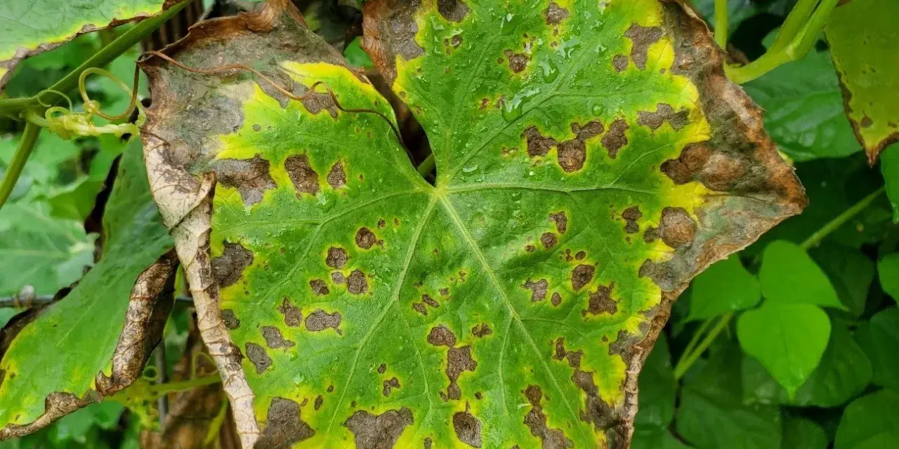 Blatt mit braunen Flecken und gelben Rändern, deutet auf Kaliummangel hin.