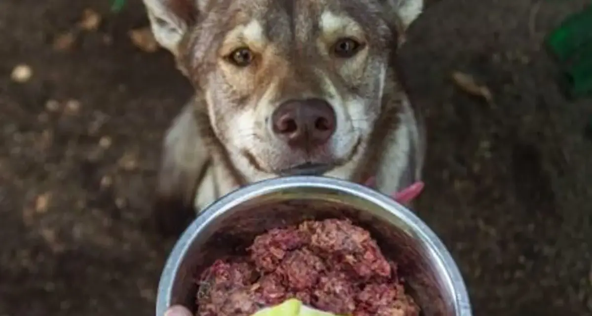 Chien regardant un bol de nourriture crue. Avis vétérinaire sur le barf chien : une alimentation saine.