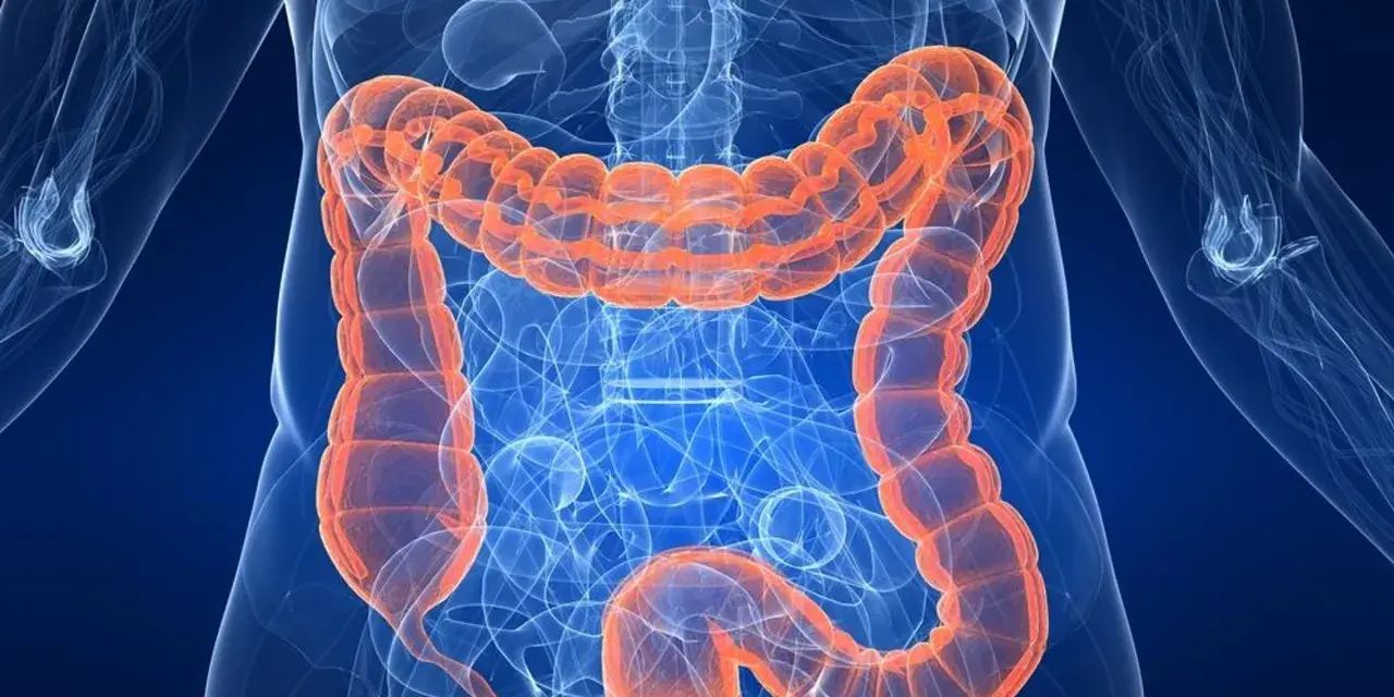Anatomia jelita grubego, pomarańczowy, widoczny wewnątrz niebieskiego szkieletu ludzkiego. Badanie asamax.