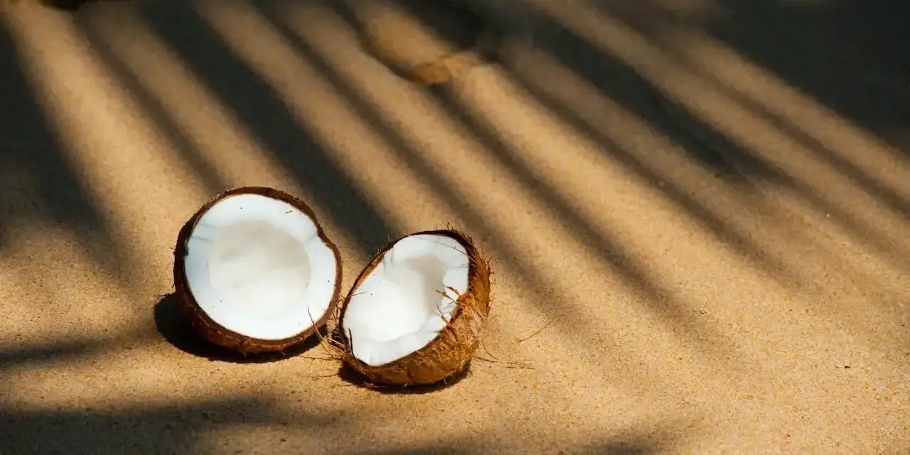 Połówki kokosa na piaszczystej plaży w cieniu liści palmowych.