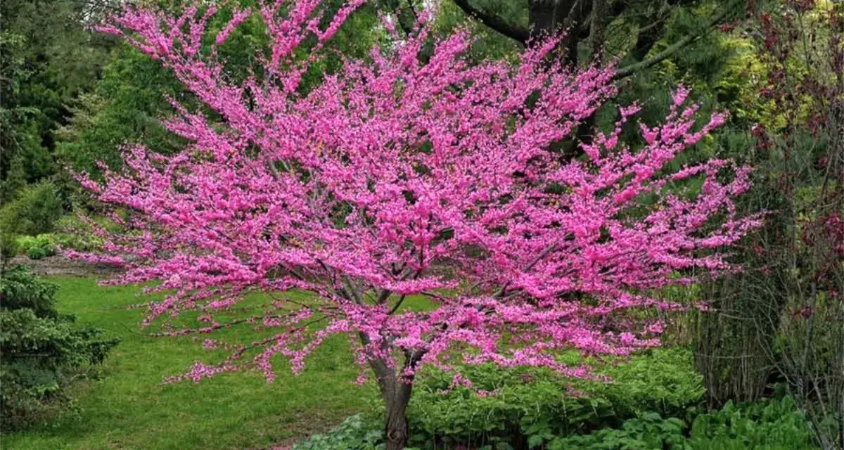 Magnifique arbre de Judée en pleine floraison, ses branches chargées de fleurs roses éclatantes se dressent fièrement dans un jardin verdoyant.