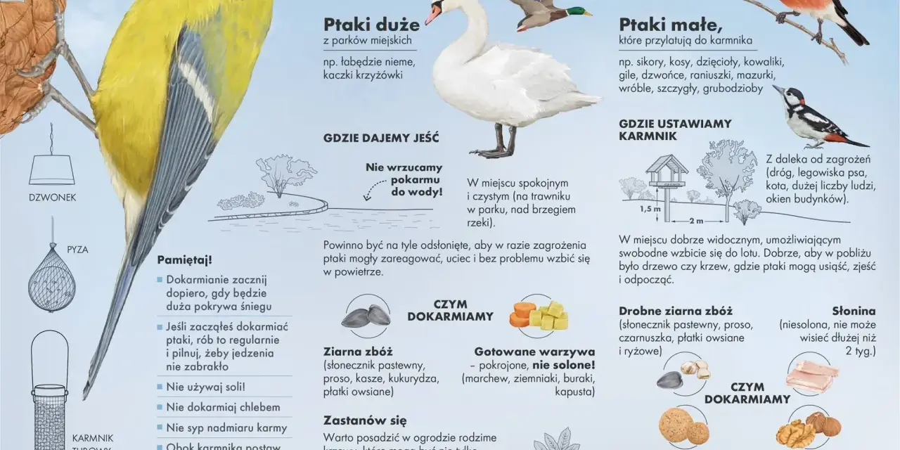 Słonina dla ptaków to dobry pokarm zimą. Na ilustracji widać różne rodzaje karmników i ptaki.