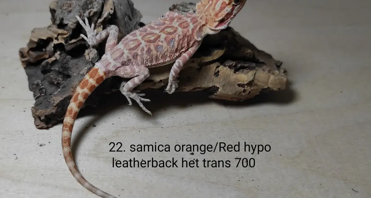 Młoda agama brodata, samica orange/Red hypo leatherback het trans. Atrakcyjna agama brodata cena 700.