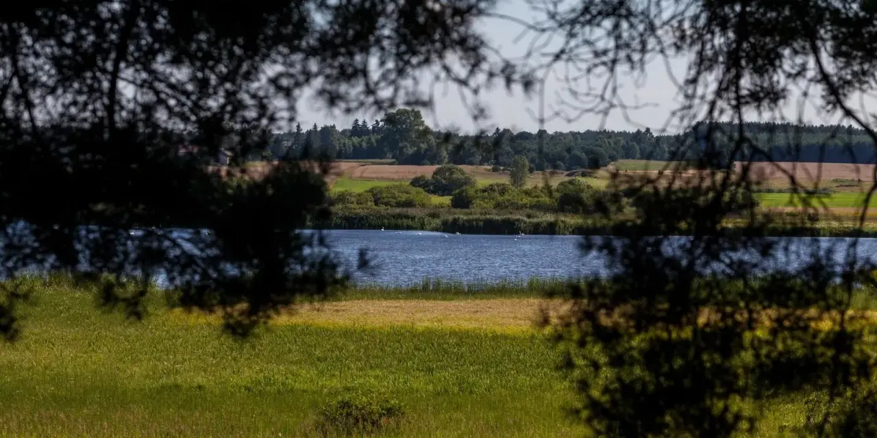Spokojne jezioro krąg otoczone zielenią, z ptakami pływającymi na wodzie, widziane przez gałęzie drzew.