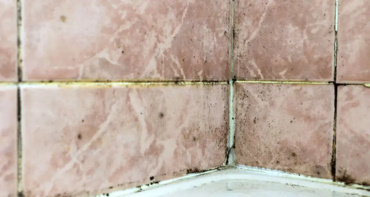 Mörk mögelväxt längs fogarna på rosa kakel i ett badrum, ett tydligt tecken på fuktskada.