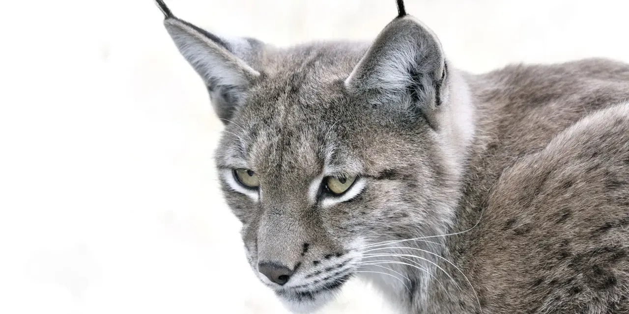 Portrait d'un lynx au pelage gris tacheté, ses yeux perçants fixent l'objectif. La taille de ce félin sauvage est impressionnante.