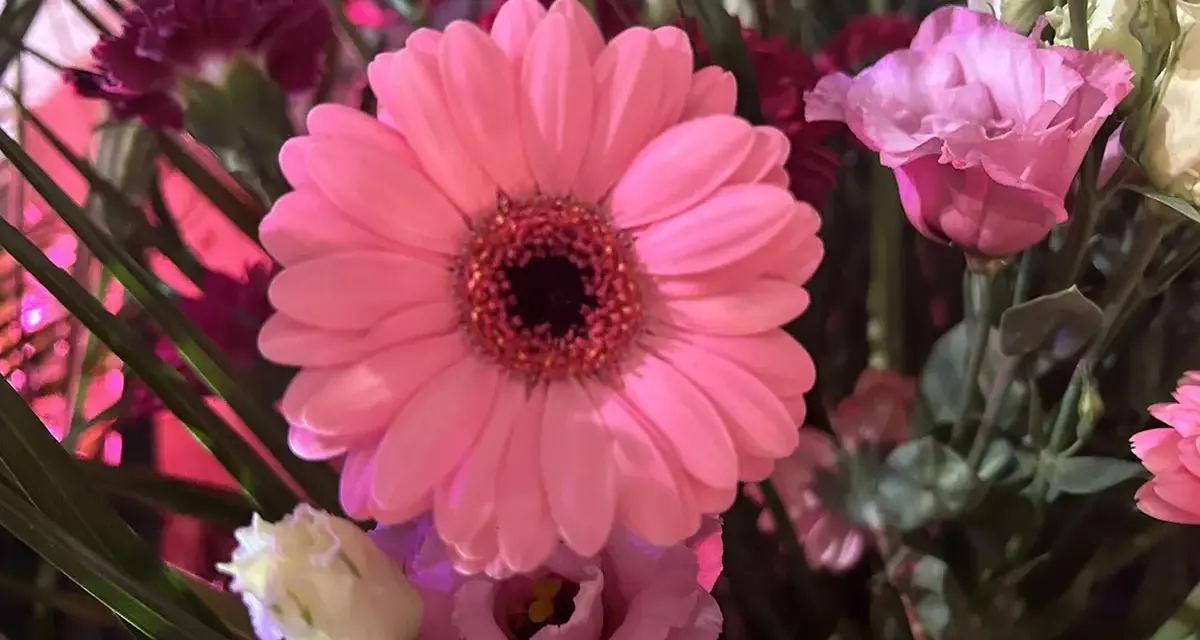 Różowa gerbera doniczkowa w bukiecie z innymi kwiatami.
