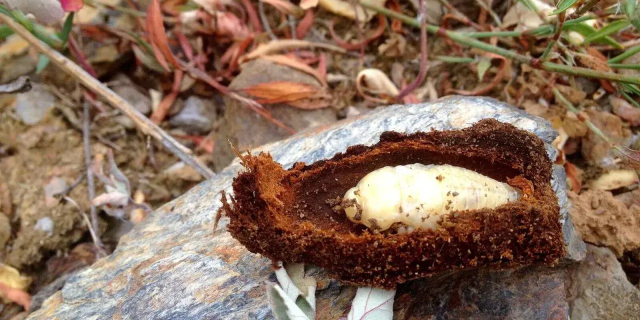 Larva de gusano cabezudo en su capullo de tierra. Aprende cómo eliminar el gusano cabezudo para proteger tus plantas.
