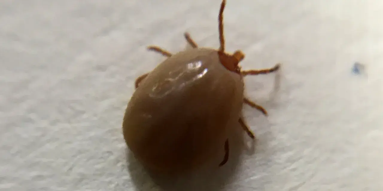 Garrapata solitaria, un recordatorio de las plagas de garrapatas que pueden afectar a mascotas y humanos.