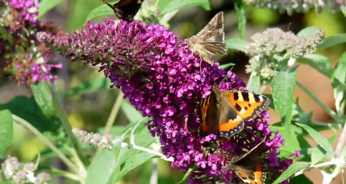 Fjärilar besöker en lila syrenhortensia, en invasiv buddleja.