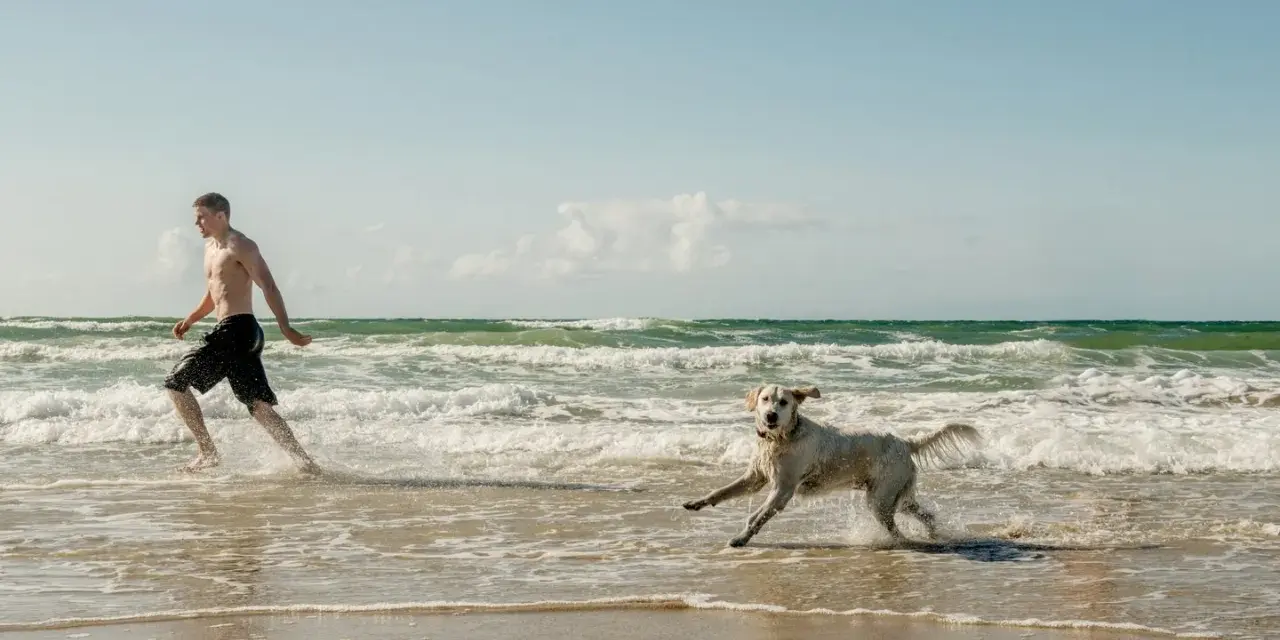En man och hans hund njuter av en hund resa till Danmark vid havet. De springer glatt i vattnet på en sandstrand.