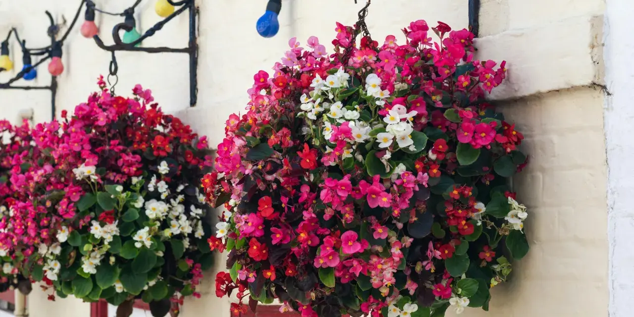 Bunte Begonien schmücken den Balkon. Hängende Körbe voller roter, pinker und weißer Blüten leuchten vor der Hauswand.