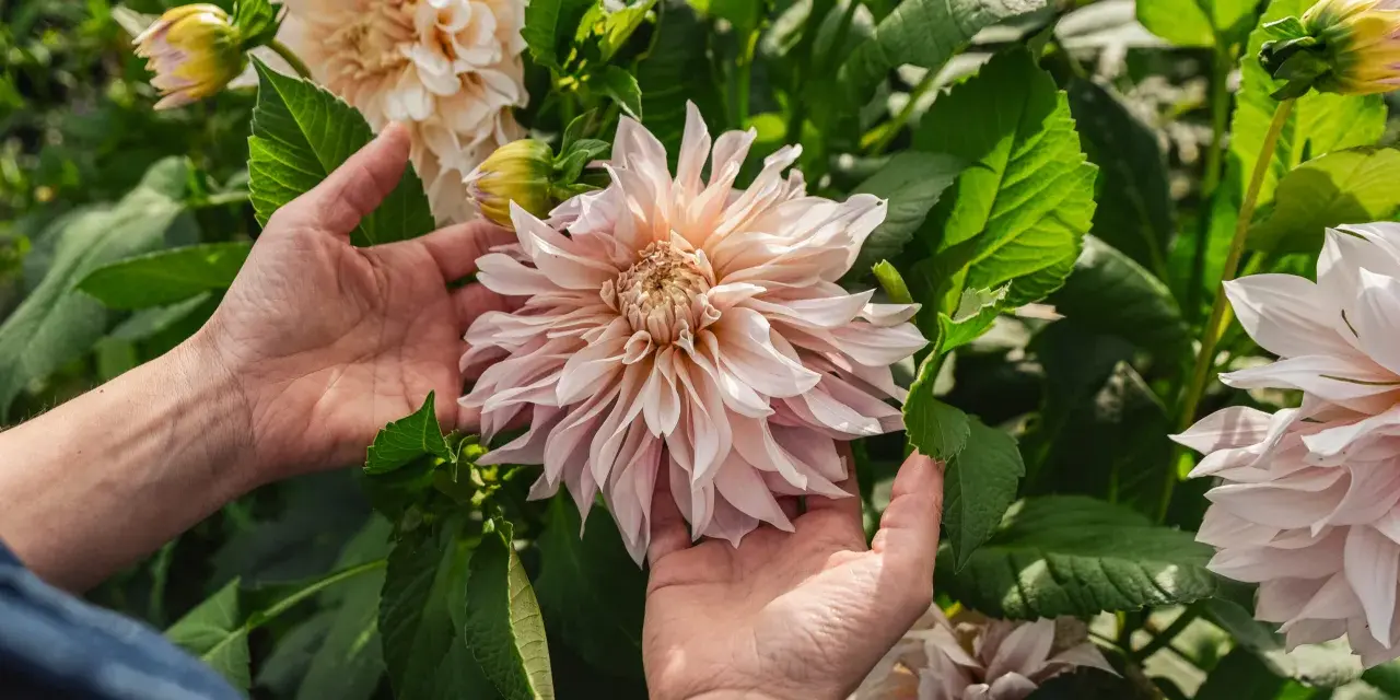 Händer som varsamt håller en stor, ljusrosa dalia blomma bland gröna blad.