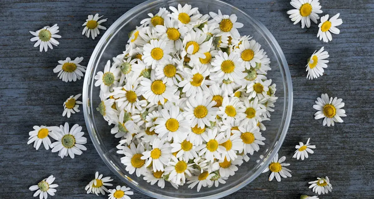 Un bol rempli de fleurs de camomille blanches et jaunes, évoquant les 10 bienfaits de la camomille pour la santé et le bien-être.