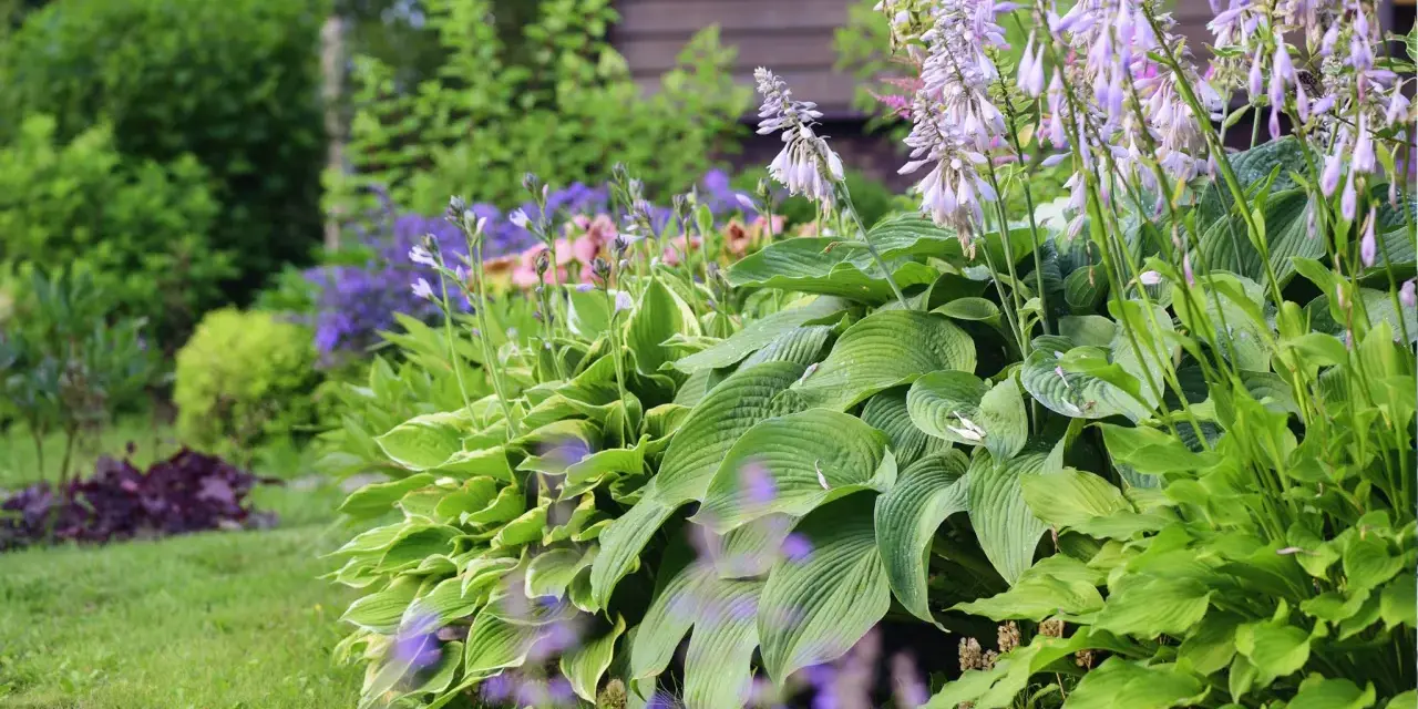 En lummig trädgård med frodiga blad och lila blommor. En perfekt plats att plantera perenner för en vacker sommar.