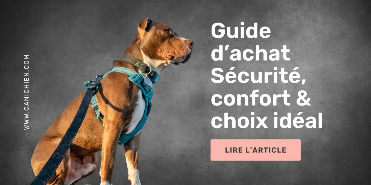 Un chien portant un harnais bleu est assis, regardant vers la droite. Le texte indique "Guide d'achat Sécurité, confort & choix idéal". Le bon **taille harnais** est essentiel.