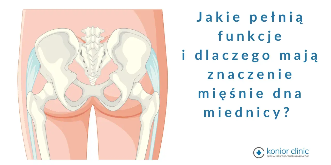 Anatomia miednicy z zaznaczonymi mięśniami dna miednicy. Pytanie: Jakie pełnią funkcje i dlaczego mają znaczenie mięśnie dna miednicy?