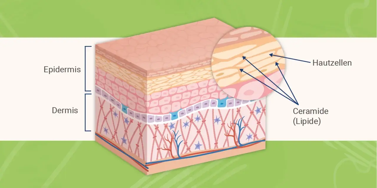 Hautschichten: Epidermis und Dermis. Nahaufnahme zeigt Hautzellen und die wichtige Ceramide (Lipide) Wirkung für die Hautbarriere.
